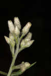 Heller's cudweed